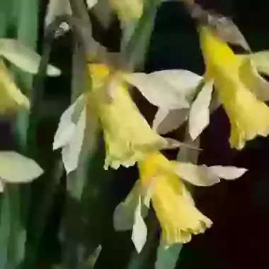 Pseudonarcissus